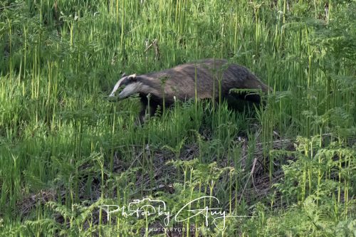 23 May 2026 - Cumbria, The Lake District - Badger at Sunset