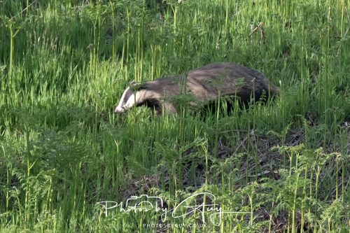 23 May 2026 - Cumbria, The Lake District - Badger at Sunset