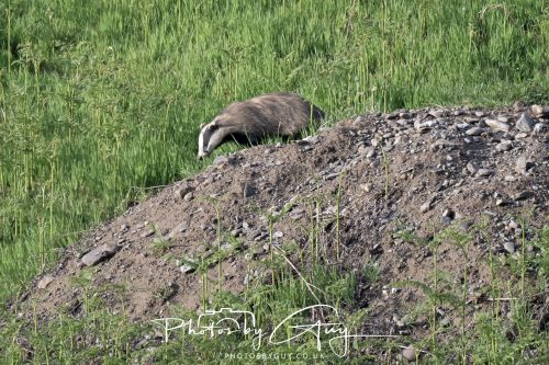 23 May 2026 - Cumbria, The Lake District - Badger at Sunset