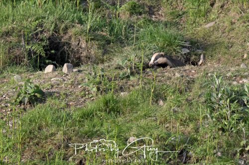 23 May 2026 - Cumbria, The Lake District - Badger at Sunset