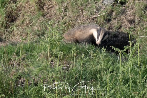 23 May 2026 - Cumbria, The Lake District - Badger at Sunset