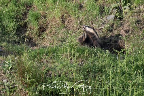 23 May 2026 - Cumbria, The Lake District - Badger at Sunset