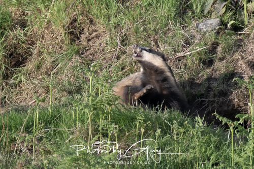 23 May 2026 - Cumbria, The Lake District - Badger at Sunset