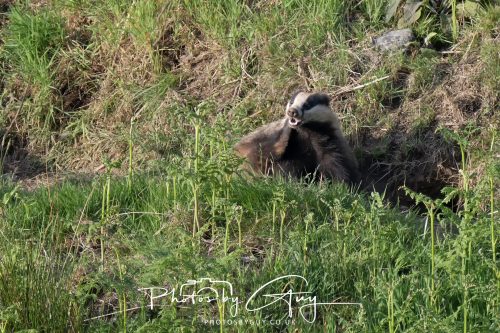 23 May 2026 - Cumbria, The Lake District - Badger at Sunset