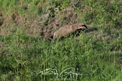 23 May 2026 - Cumbria, The Lake District - Badger at Sunset