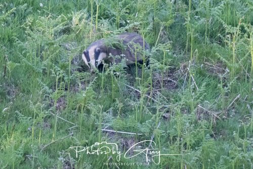 23 May 2026 - Cumbria, The Lake District - Badger at Sunset