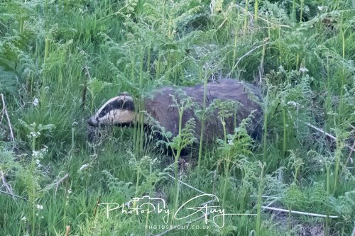 23 May 2026 - Cumbria, The Lake District - Badger at Sunset