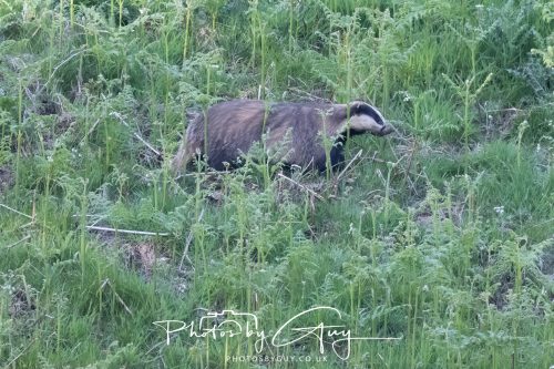 23 May 2026 - Cumbria, The Lake District - Badger at Sunset
