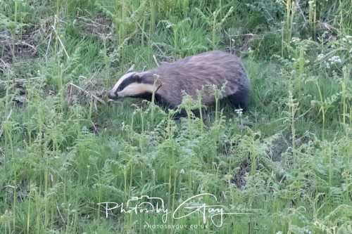23 May 2026 - Cumbria, The Lake District - Badger at Sunset