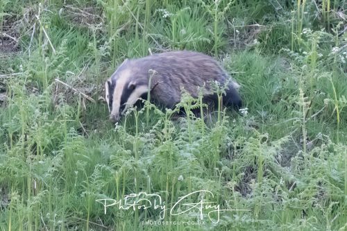 23 May 2026 - Cumbria, The Lake District - Badger at Sunset