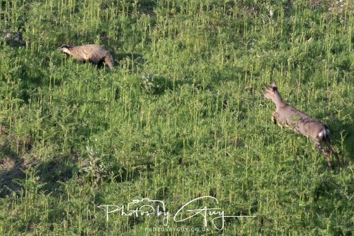 23 May 2026 - Cumbria, The Lake District - Badger at Sunset