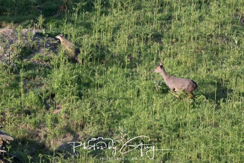 23 May 2026 - Cumbria, The Lake District - Badger at Sunset