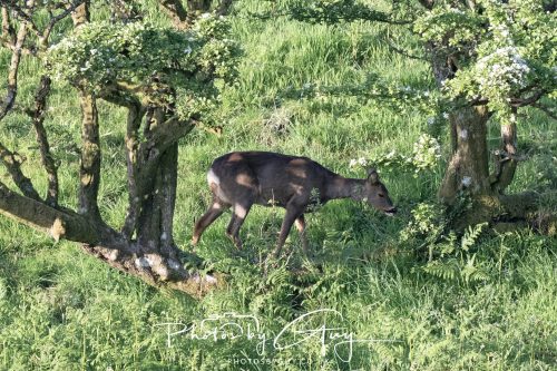 23 May 2026 - Cumbria, The Lake District -roe deer