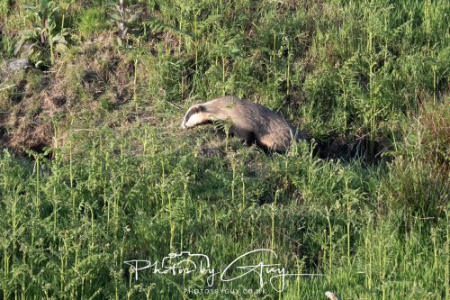 23 May 2026 - Cumbria, The Lake District - Badger at Sunset