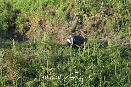 23 May 2026 - Cumbria, The Lake District - Badger at Sunset
