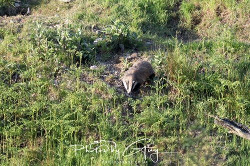 23 May 2026 - Cumbria, The Lake District - Badger at Sunset