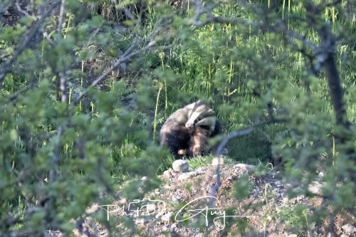 23 May 2026 - Cumbria, The Lake District - Badger at Sunset