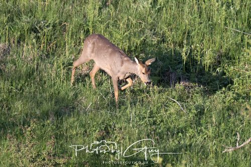 23 May 2026 - Cumbria, The Lake District -Roe Deer at Sunset
