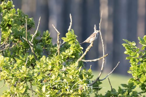 23 May 2026 - Cumbria, The Lake District -Mistle Thrush
