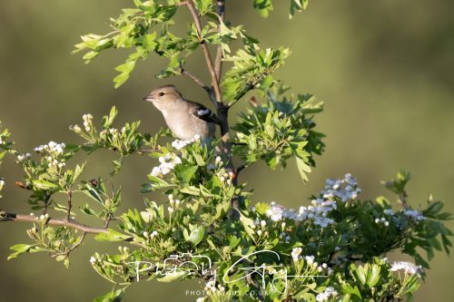 23 May 2026 - Cumbria, The Lake District -Chaffinch