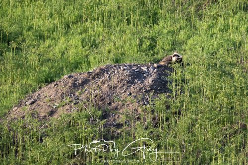 23 May 2026 - Cumbria, The Lake District - Badger at Sunset