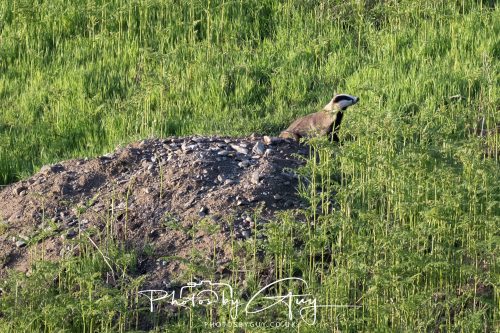 23 May 2026 - Cumbria, The Lake District - Badger at Sunset