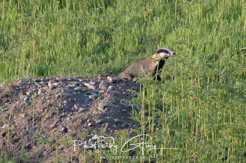 23 May 2026 - Cumbria, The Lake District - Badger at Sunset