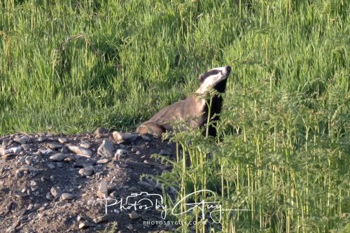 23 May 2026 - Cumbria, The Lake District - Badger at Sunset