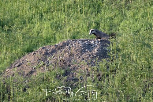 23 May 2026 - Cumbria, The Lake District - Badger at Sunset