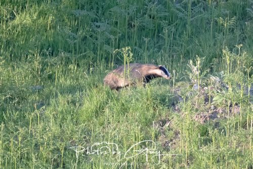 23 May 2026 - Cumbria, The Lake District - Badger at Sunset
