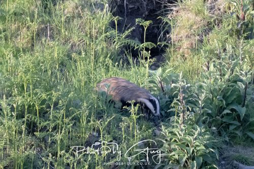 23 May 2026 - Cumbria, The Lake District - Badger at Sunset
