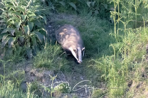 23 May 2026 - Cumbria, The Lake District - Badger at Sunset