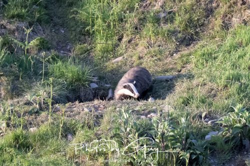 23 May 2026 - Cumbria, The Lake District - Badger at Sunset