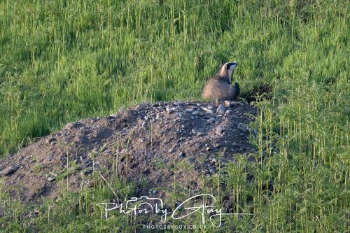 23 May 2026 - Cumbria, The Lake District - Badger at Sunset