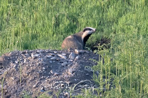 23 May 2026 - Cumbria, The Lake District - Badger at Sunset