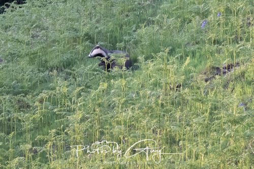 23 May 2026 - Cumbria, The Lake District - Badger at Sunset
