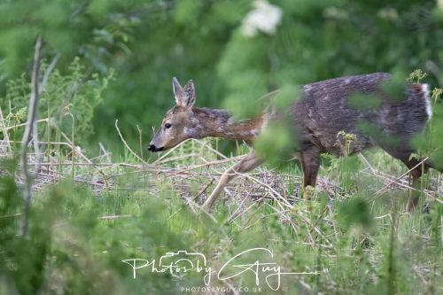 23 May 2026 - Cumbria, The Lake District -Roe Deer 