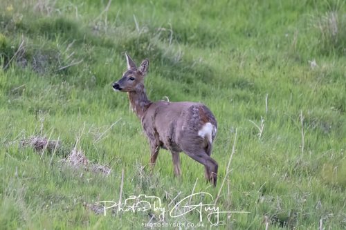 23 May 2026 - Cumbria, The Lake District - Roe Deer
