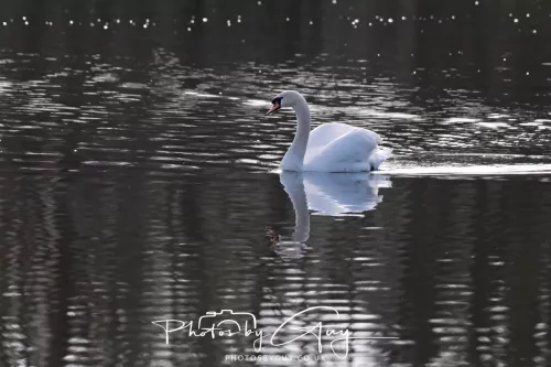 01 April 2026 - West Cumbria, Mute Swan