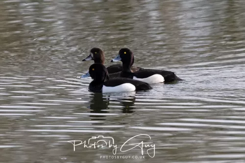 01 April 2026 - West Cumbria, Tufted Ducks 