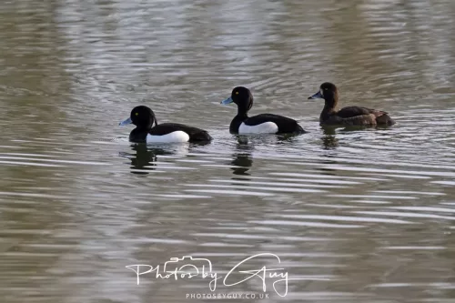 01 April 2026 - West Cumbria, Tufted Ducks 