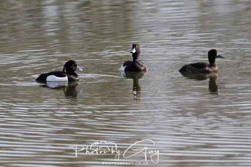 01 April 2026 - West Cumbria, Tufted Ducks 