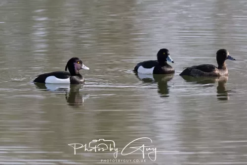 01 April 2026 - West Cumbria, Tufted Ducks 