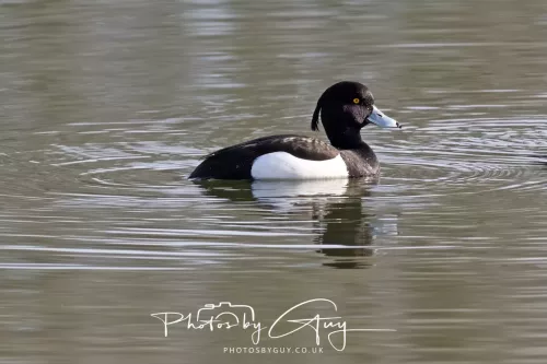 01 April 2026 - West Cumbria, Tufted Ducks 