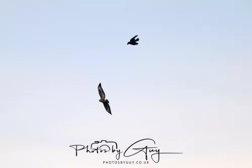 01 April 2026 - West Cumbria, Buzzard