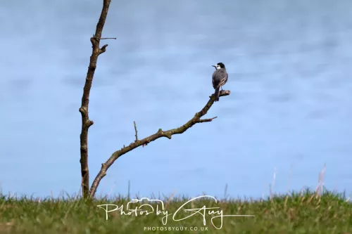 01 April 2026 - West Cumbria, Pied Wagtail