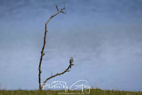01 April 2026 - West Cumbria, Pied Wagtail