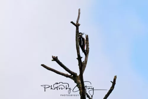 01 April 2026 - West Cumbria, Great Spotted Woodpecker 