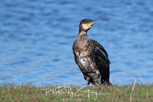 05 April 2026 - West Cumbria, Near Cleator Moor - Cormorant