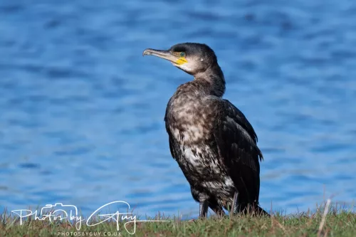 05 April 2026 - West Cumbria, Near Cleator Moor - Cormorant